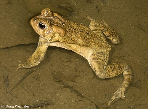 American Toad _F2B0761.jpg - 68760 Bytes